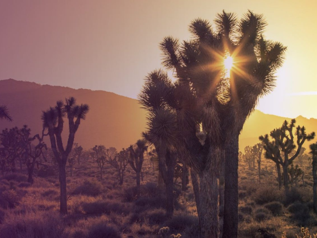 Beyond Los Angeles Joshua Tree National Park Stories Virgin Atlantic